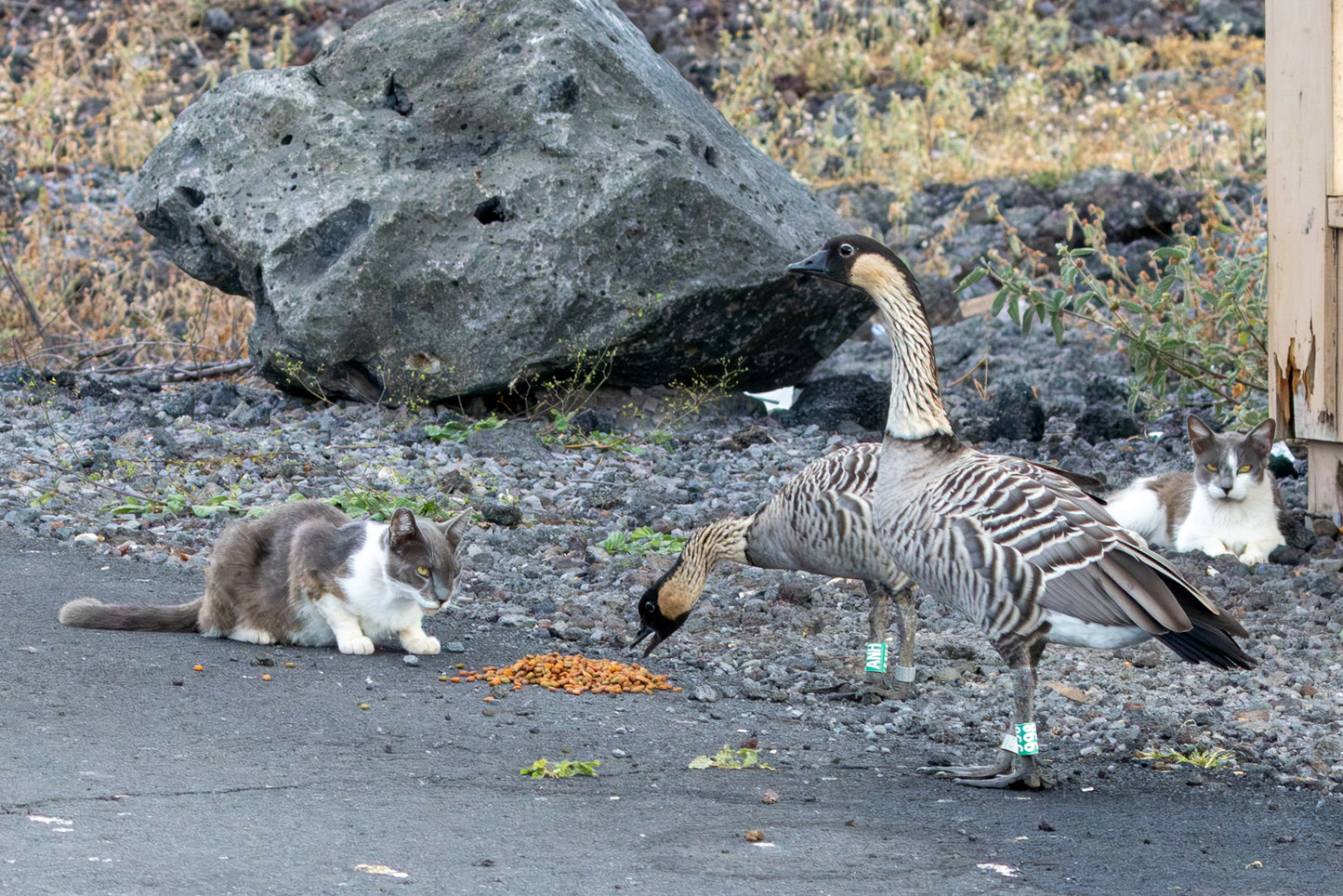 TNR Doesn’t Work Sticker: Protect Hawai‘i’s Wildlife